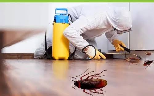 شركة مكافحة الصراصير الأولى: القضاء على الصراصير من أول زيارة بالجل والرش الموضعي، معاينة مجانية ومبيدات آمنة بدون رائحة وضمان مكتوب 6 شهور.